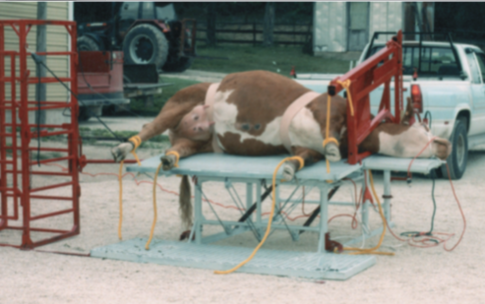 Hoof Trimming Equipment